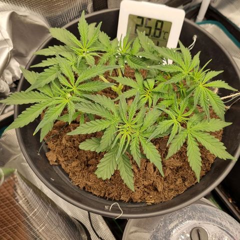Melissa Bomb growlog timeline photo