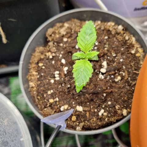 Her name's Bruciepoo growlog timeline photo