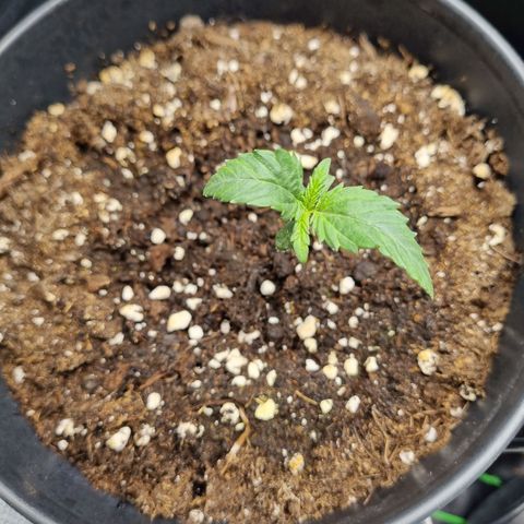 It's Brittney Biscotti Bitch growlog timeline photo