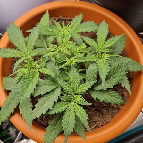 Patricia's Bitch Ass growlog timeline photo
