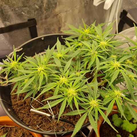 Bettii growlog timeline photo