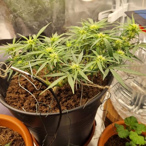 Bettii growlog timeline photo