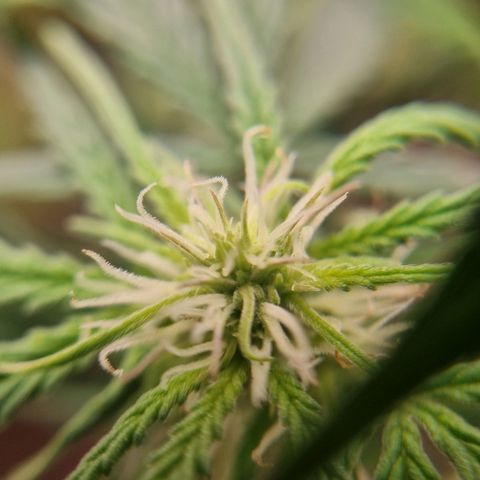 Bettii growlog timeline photo