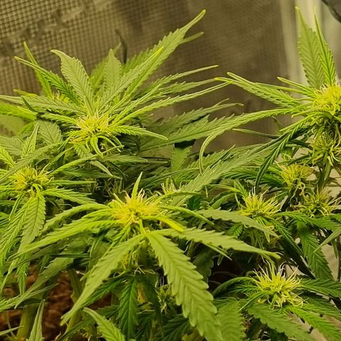 Bettii growlog timeline photo
