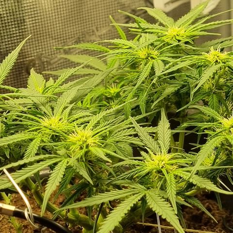 Bettii growlog timeline photo