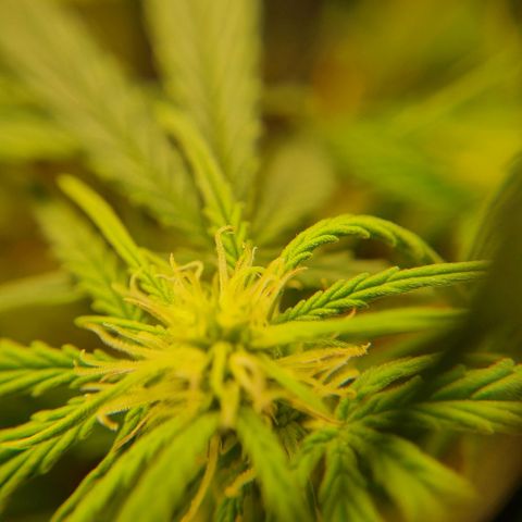 Bettii growlog timeline photo