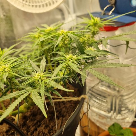 Bettii growlog timeline photo