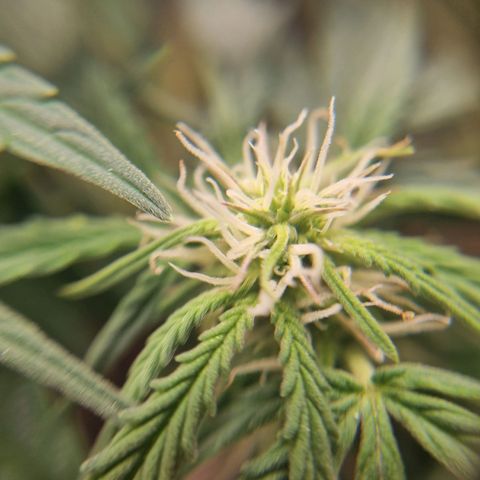 Bettii growlog timeline photo