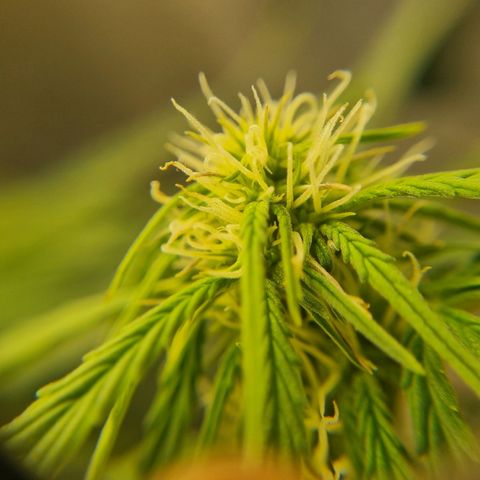 Bettii growlog timeline photo