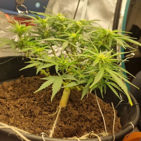 Bettii growlog timeline photo
