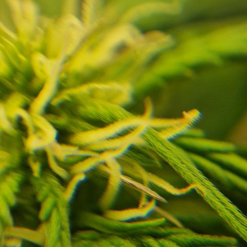 Bettii growlog timeline photo