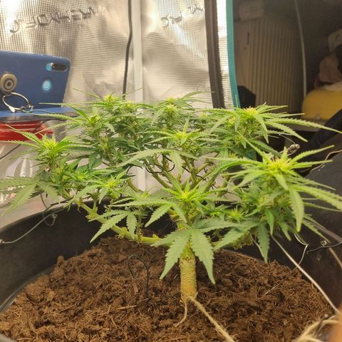 Bettii growlog timeline photo