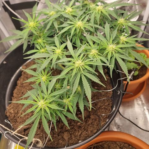Bettii growlog timeline photo