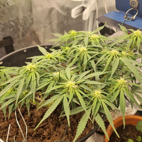Bettii growlog timeline photo