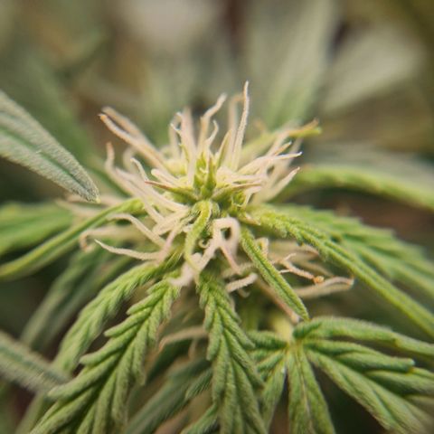 Bettii growlog timeline photo