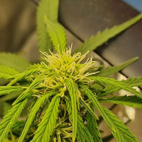 Bettii growlog timeline photo