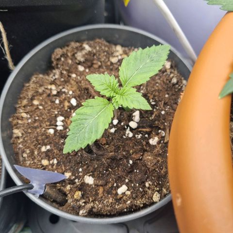 Her name's Bruciepoo growlog timeline photo