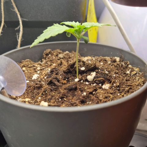 Her name's Bruciepoo growlog timeline photo