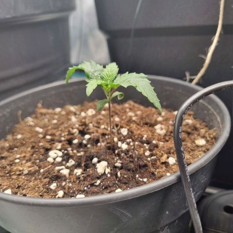 It's Brittney Biscotti Bitch growlog timeline photo
