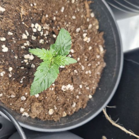 It's Brittney Biscotti Bitch growlog timeline photo