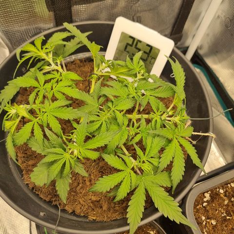 Melissa Bomb growlog timeline photo