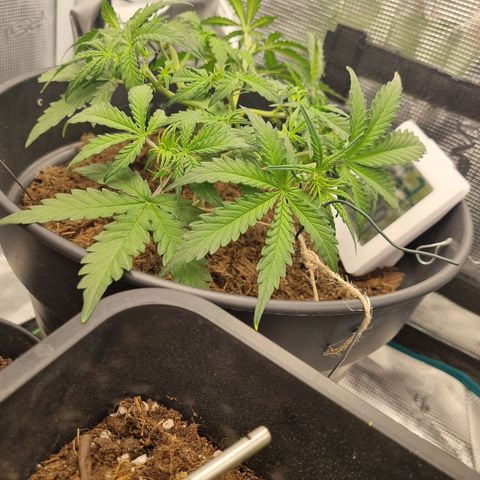 Melissa Bomb growlog timeline photo