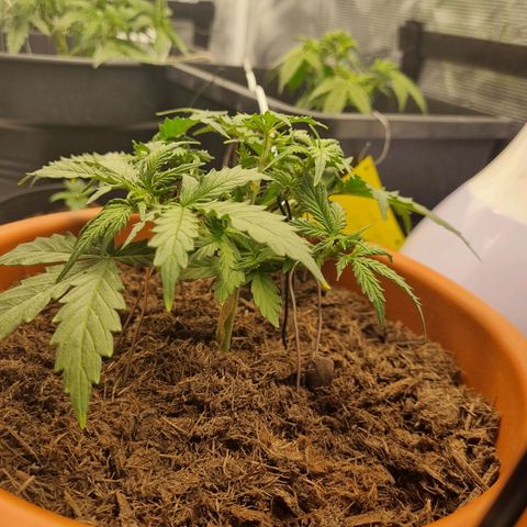 Patricia's Bitch Ass growlog timeline photo