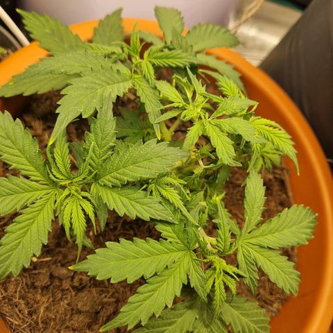 Patricia's Bitch Ass growlog timeline photo