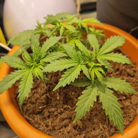 Patricia's Bitch Ass growlog timeline photo