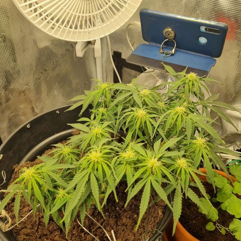 Bettii growlog timeline photo