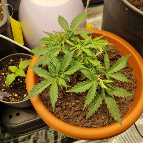 Patricia's Bitch Ass growlog timeline photo
