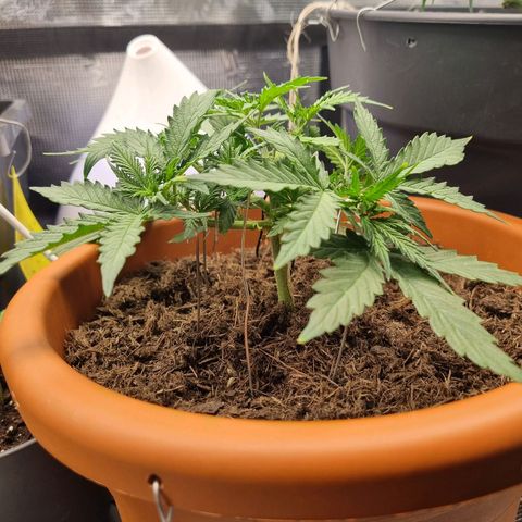 Patricia's Bitch Ass growlog timeline photo