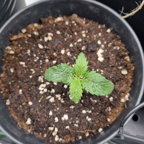 It's Brittney Biscotti Bitch growlog timeline photo