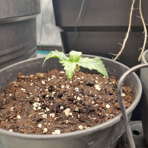 It's Brittney Biscotti Bitch growlog timeline photo