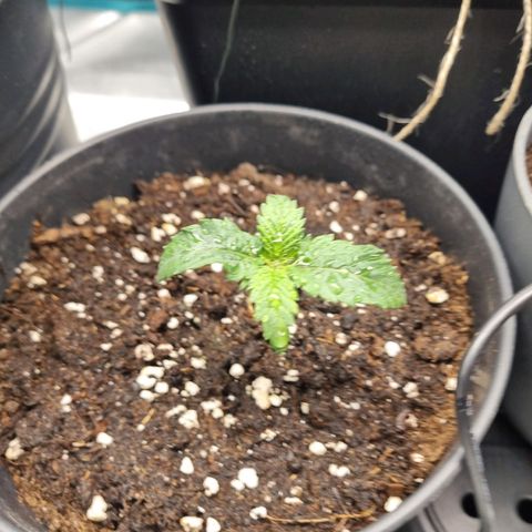 It's Brittney Biscotti Bitch growlog timeline photo
