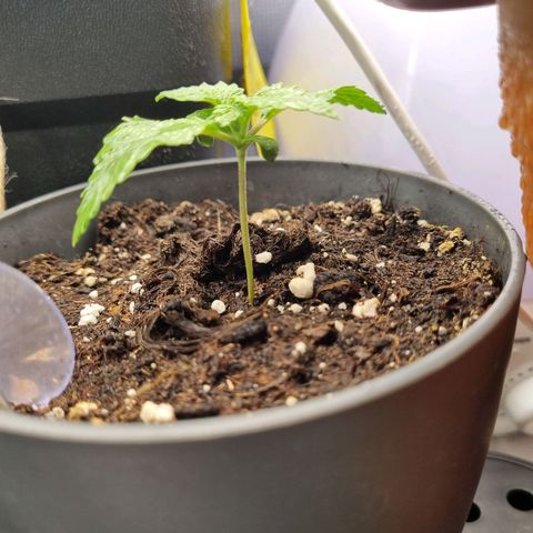 Her name's Bruciepoo growlog timeline photo