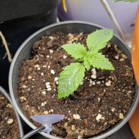 Her name's Bruciepoo growlog timeline photo