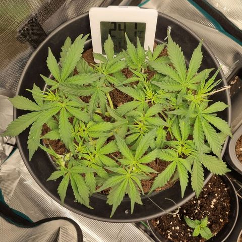 Melissa Bomb growlog timeline photo