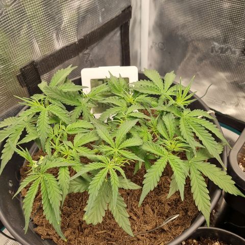 Melissa Bomb growlog timeline photo