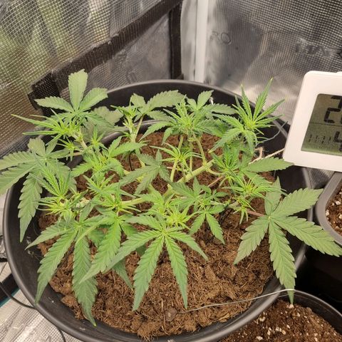 Melissa Bomb growlog timeline photo