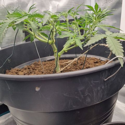 Melissa Bomb growlog timeline photo