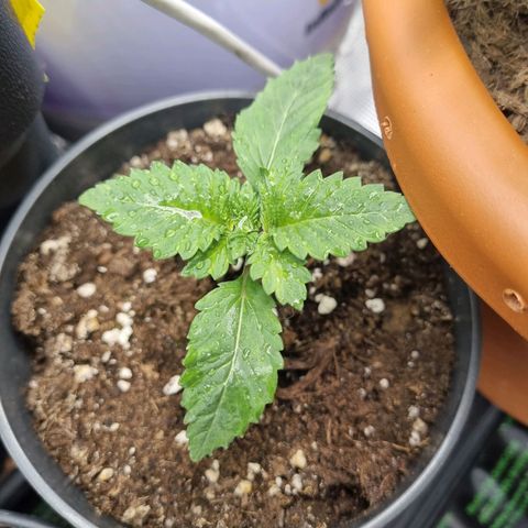 Her name's Bruciepoo growlog timeline photo