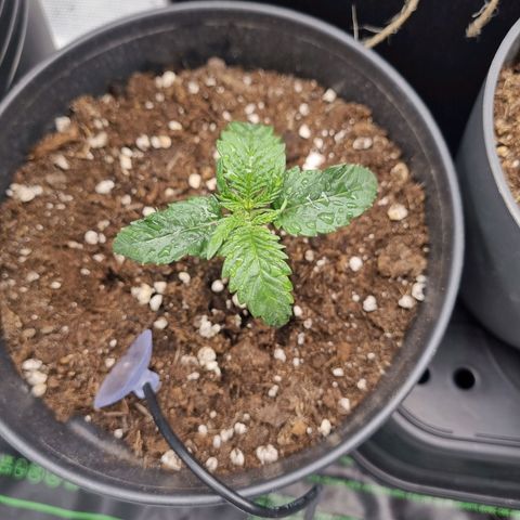 It's Brittney Biscotti Bitch growlog timeline photo