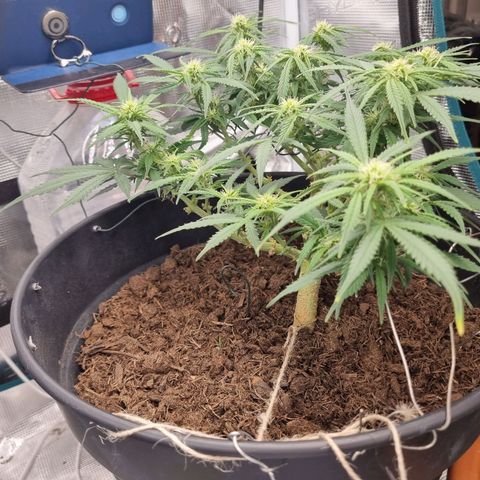 Bettii growlog timeline photo