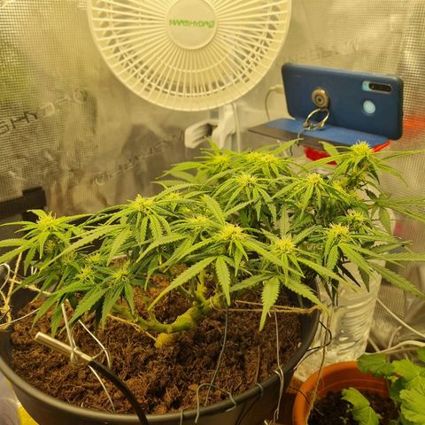 Bettii growlog timeline photo