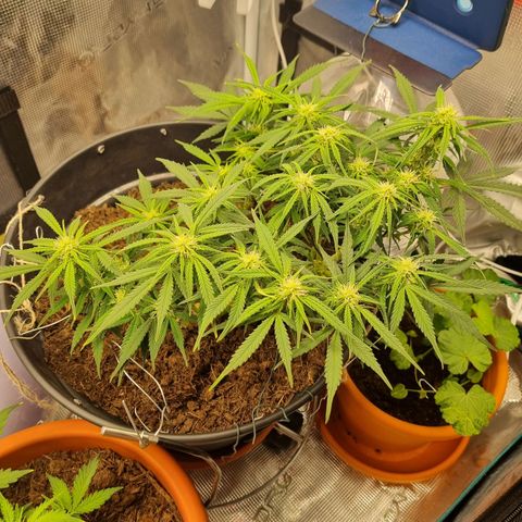 Bettii growlog timeline photo
