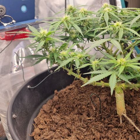 Bettii growlog timeline photo