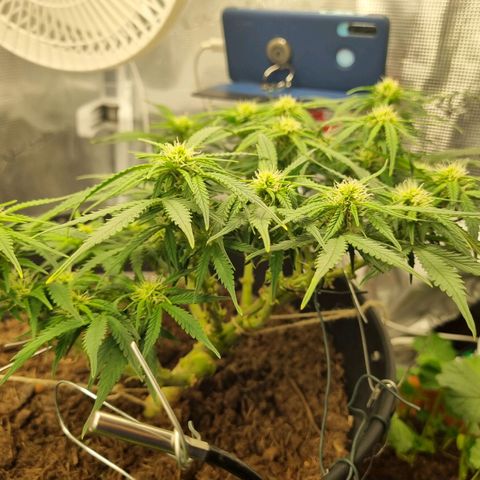Bettii growlog timeline photo