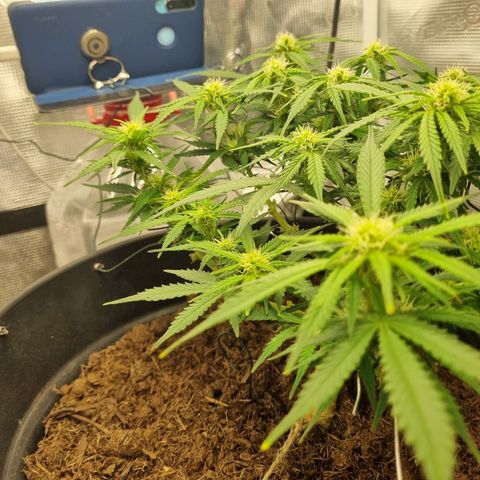 Bettii growlog timeline photo