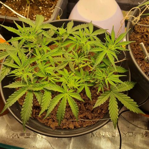 Melissa Bomb growlog timeline photo